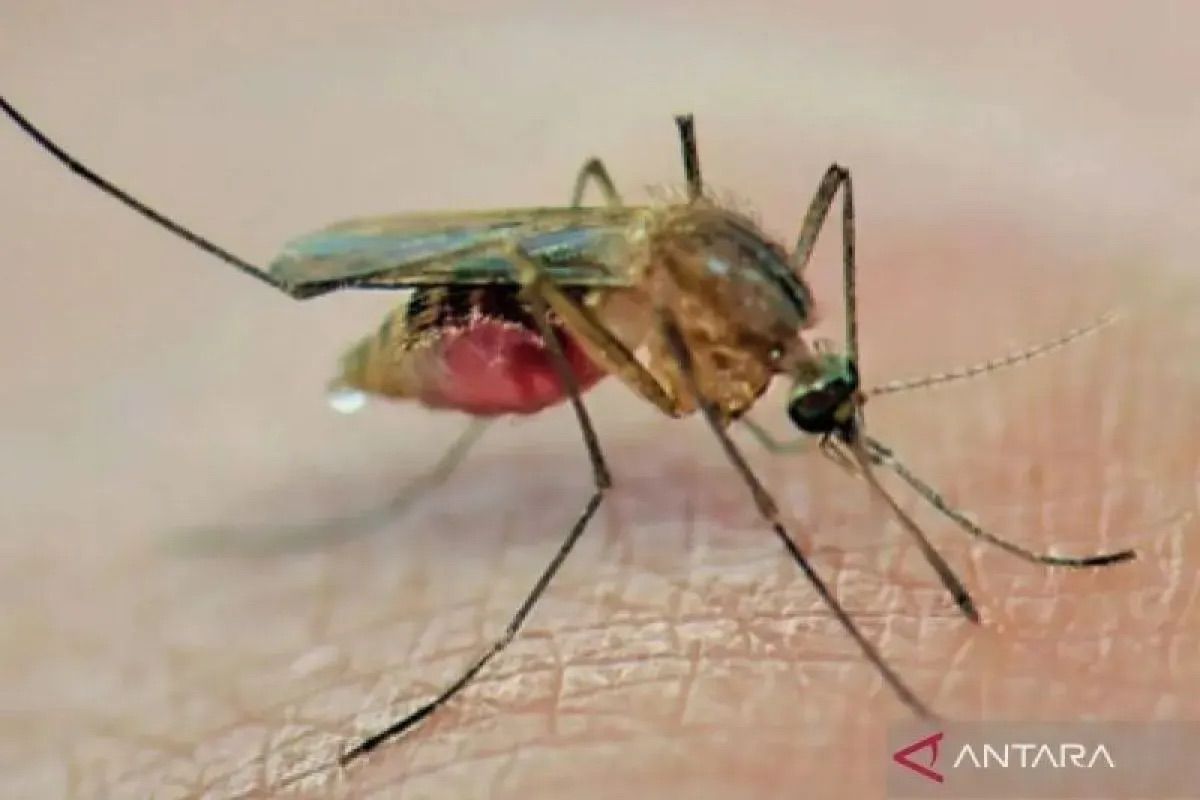 Dinkes Sumsel Records 1,426 Dengue Cases Up to May 2026