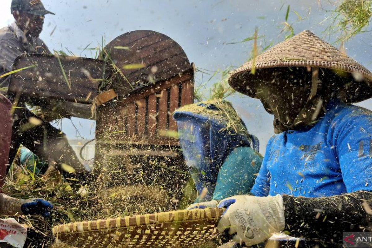 Achieving Rice Self-Sufficiency in Sumedang's Rice Fields