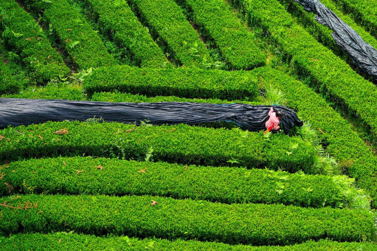 Chinese Matcha Brings Freshness to Indonesia's Tea Beverage Trend