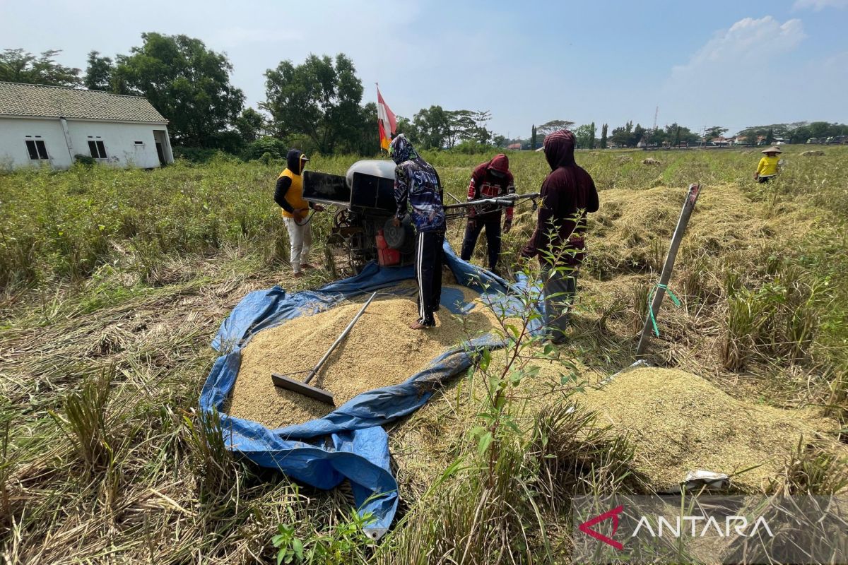 Cirebon Agriculture Department Works to Maintain Rice Production at 300,000 Tonnes Annually
