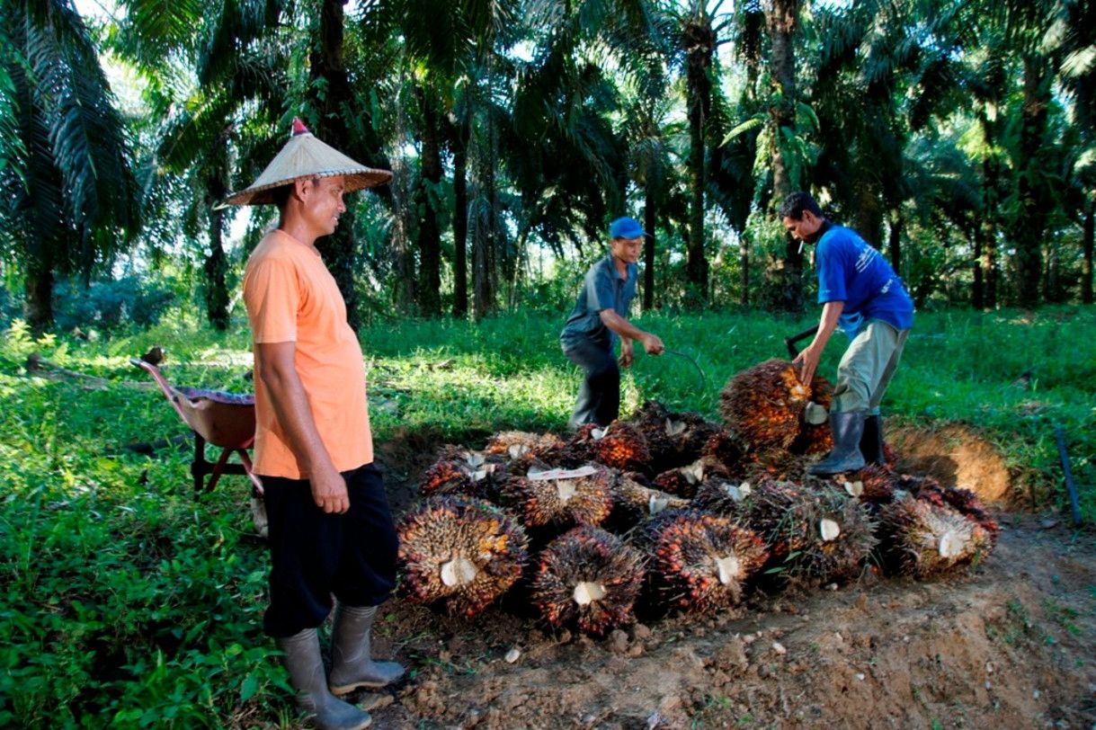 PTPN IV PalmCo Confirms Continued TBS Purchases from Farmers Amid Palm Oil Price Volatility
