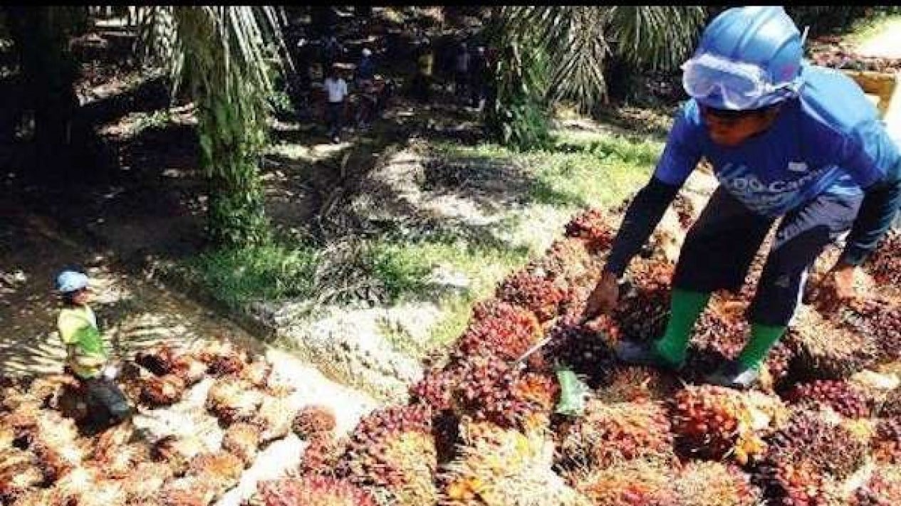 Maintaining Palm Oil Price Stability