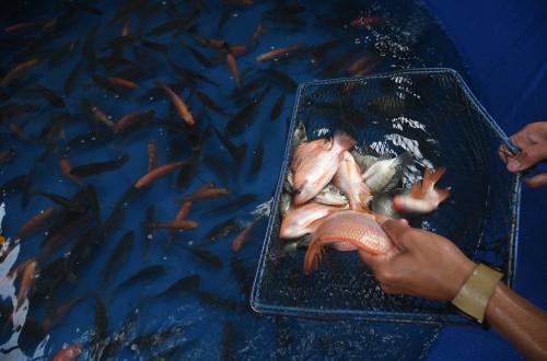 Bioflok Fish Farmers in Cilamaya Kulon Turn Astacita Vision into Reality
