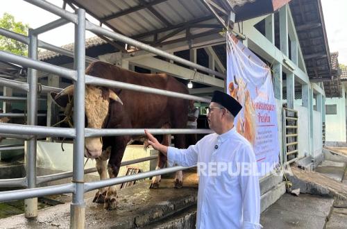 Presidential-donated Cattle for Code Riverbank Residents Slaughtered at Giwangan Slaughterhouse