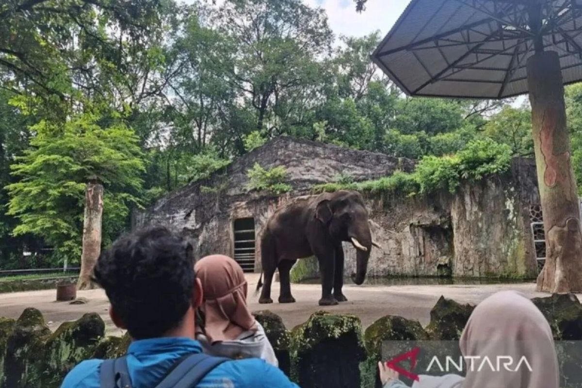 Ragunan Zoo to Add 27 Parking Spots to Manage Visitor Surge