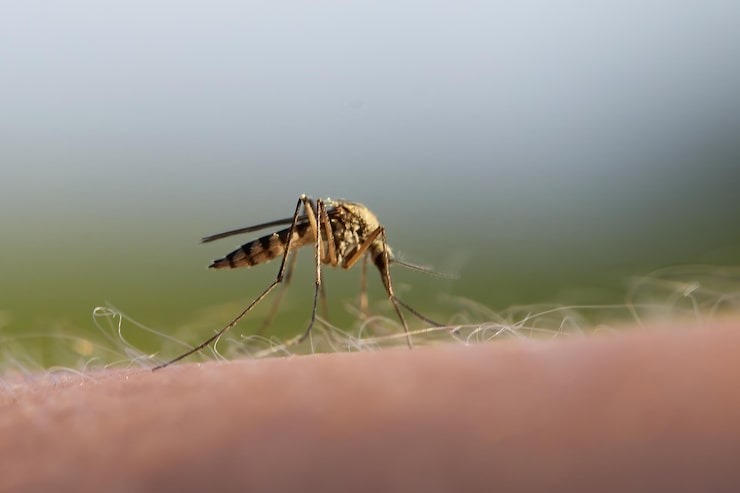 Google Plans to Release 32 Million Mosquitoes – Here's Why