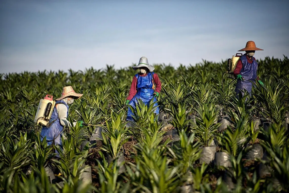 Wilmar Shock: Shares Plummet After Indonesia Probe