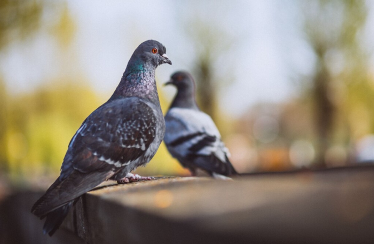 Pigeon's Natural Compass Found in Heart, Not Beak or Eyes