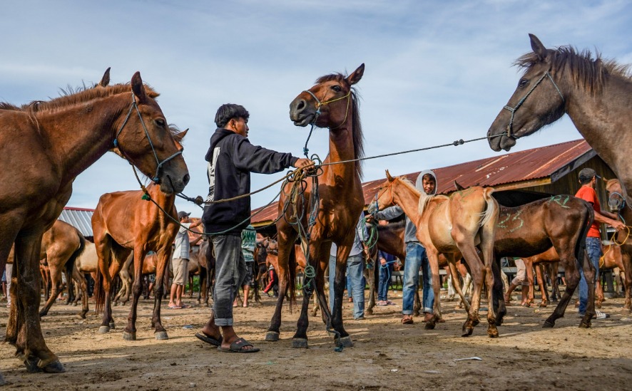 BRIN and Australia Track Dangerous Viruses in Wildlife at North Sulawesi Traditional Markets