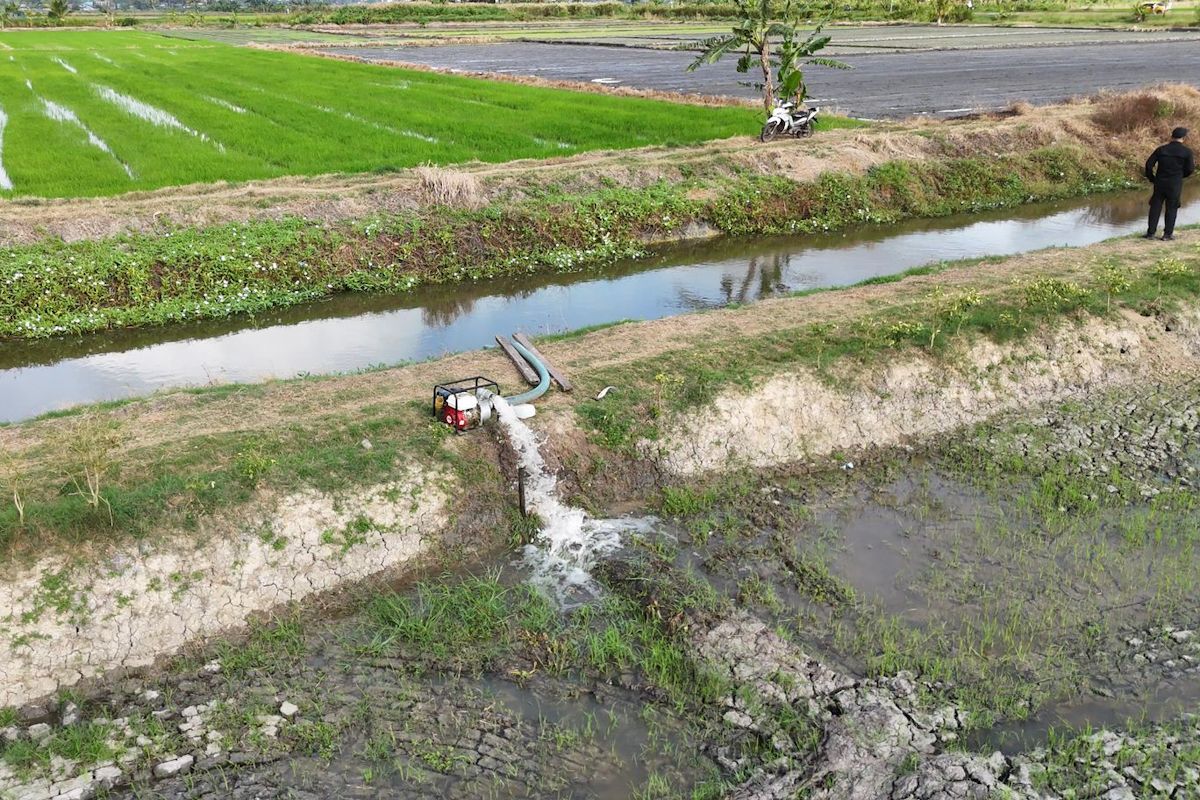 Ministry of Agriculture safeguards Merauke food hubs against El Niño impact