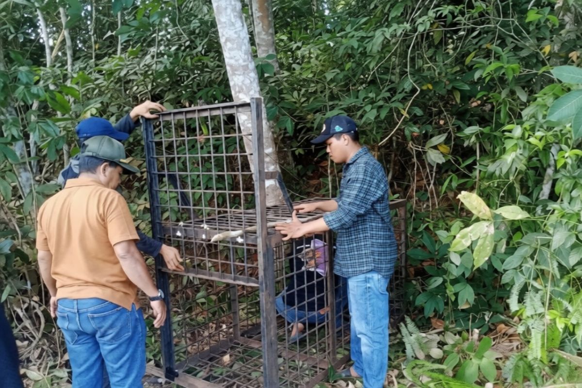 Riau BBKSDA sets up cage trap following Malayan Sun Bear sighting