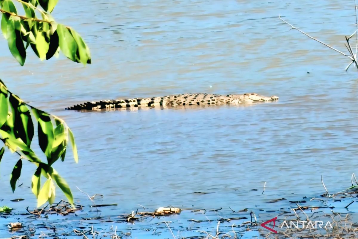 BPBD Warns of Crocodile Attacks in Komering River, East OKU