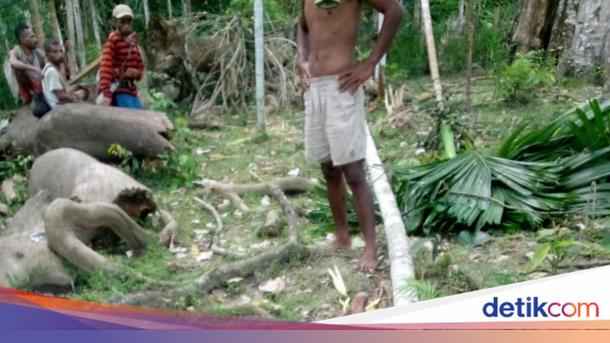 Man in Kupang Dies One Day After Falling from Areca Palm Tree