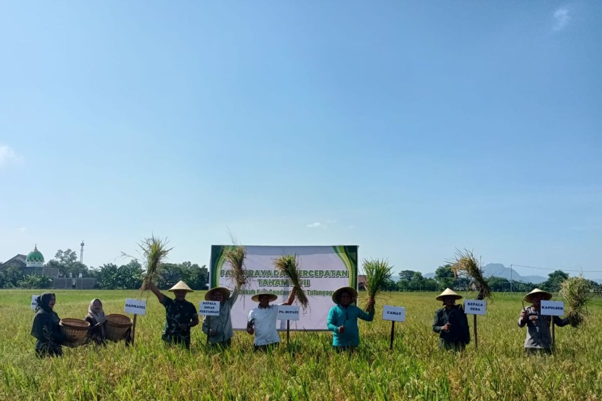 Tulungagung strengthens position as regional food granary