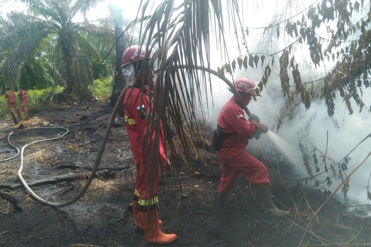 Dry season: 11 Riau districts declare emergency alert status for forest and land fires