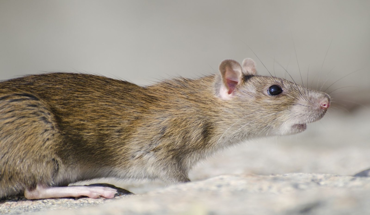 Warning: Hantavirus Risk from Rat Droppings — Symptoms, Risks and Prevention
