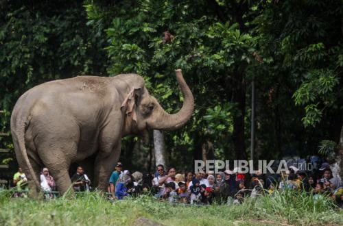 Ragunan Zoo Management Struggles to Identify Child Who Fell into Elephant Enclosure