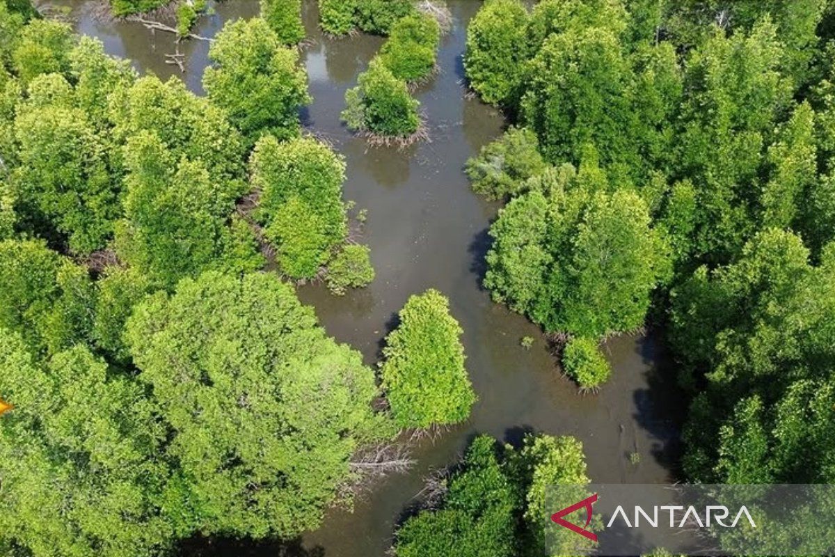 ULM identifies 14 mangrove species in Kotabaru's PBPH area