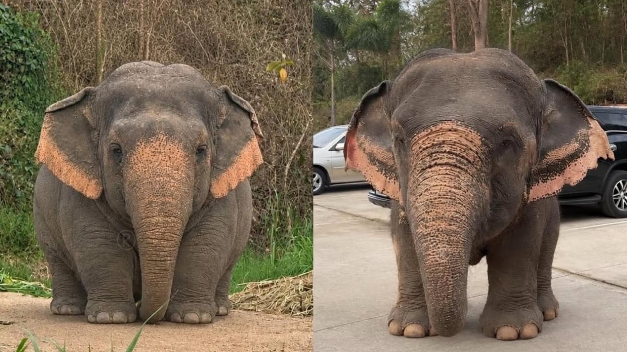 Shocking fact: Borneo elephant among world's rarest and smallest subspecies