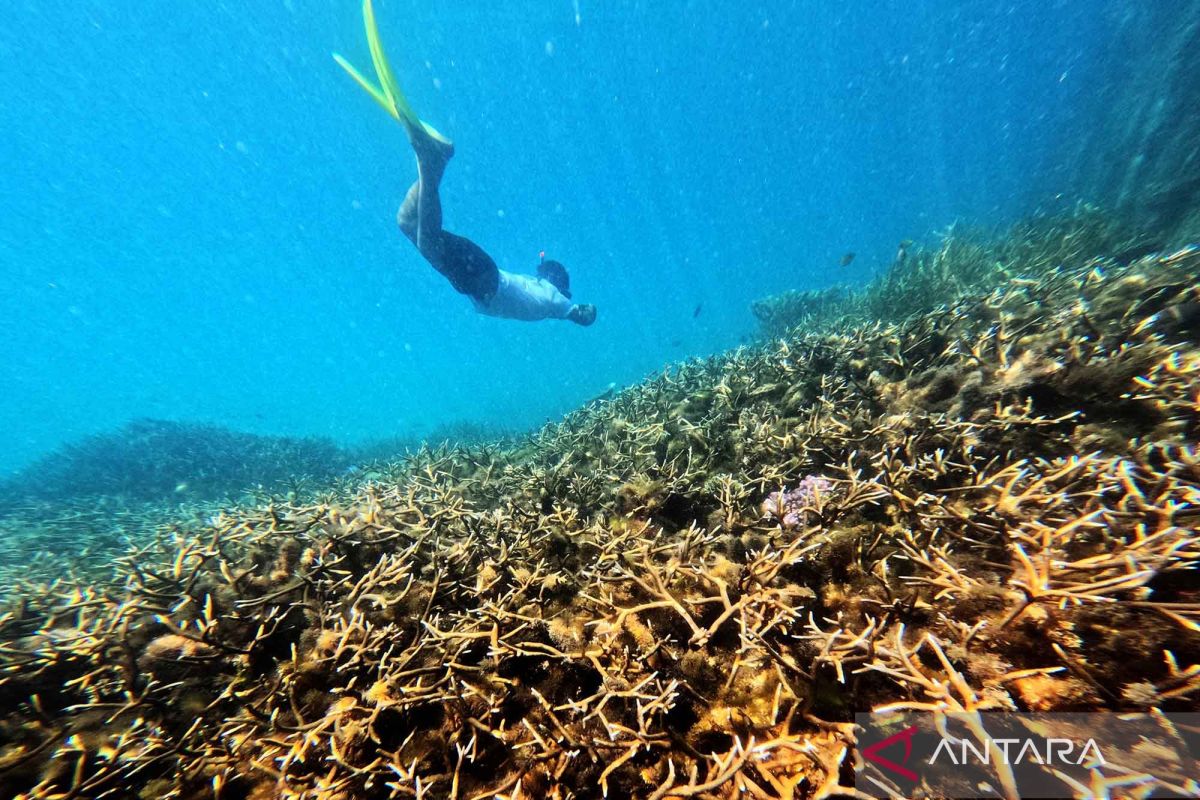 Exploring Berau's Coral Reefs and Mangrove Forests