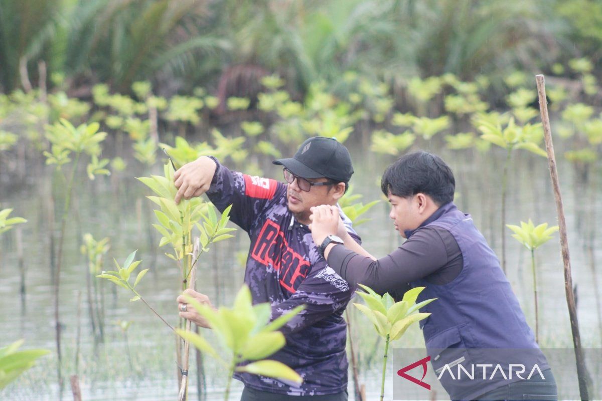 ULM conducts mangrove growth monitoring in Tanah Laut