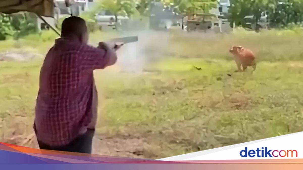 Official Shoots Eid al-Adha Sacrifice Cow with Rifle, Dividing Malaysian Public