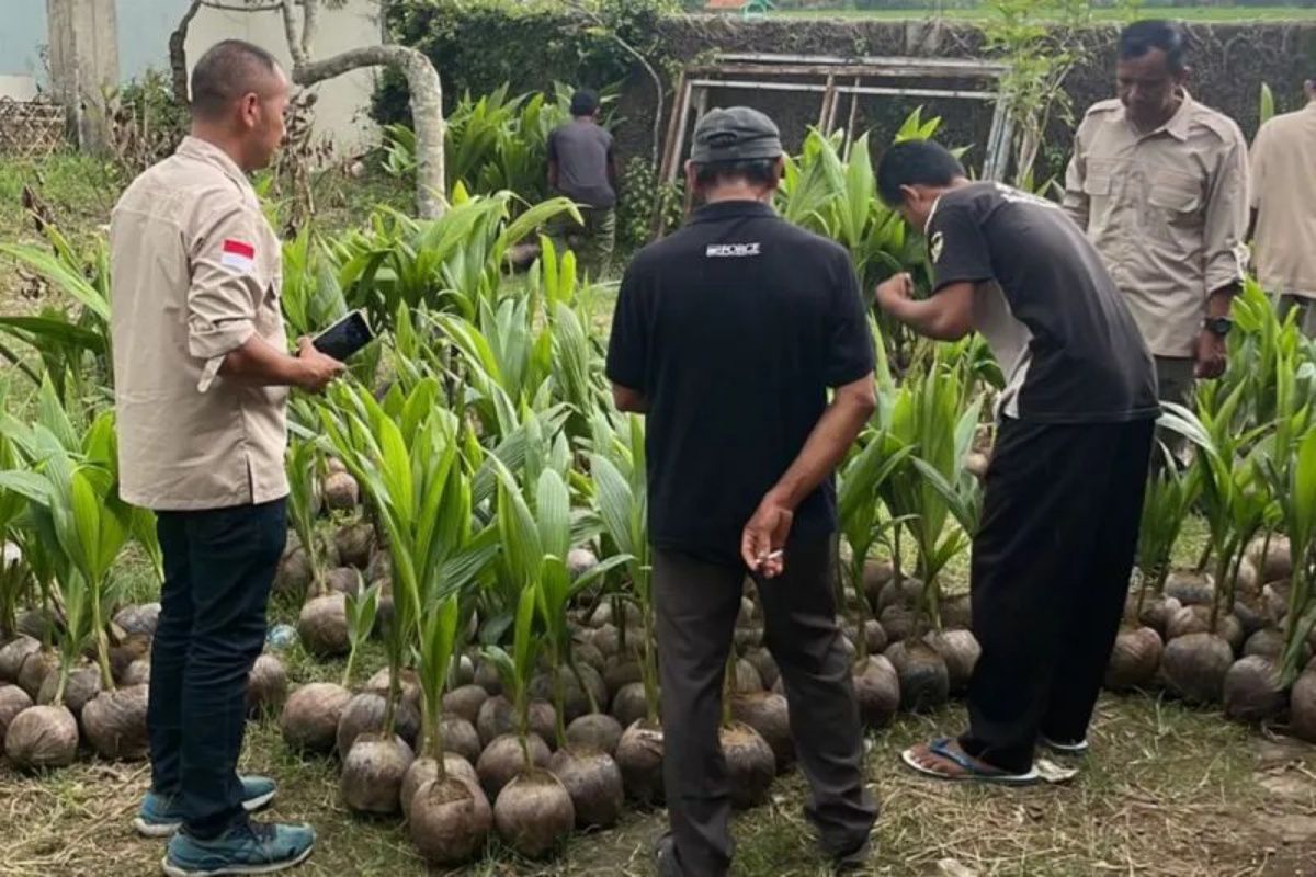 Government prepares distribution of superior varieties to boost plantation downstreaming