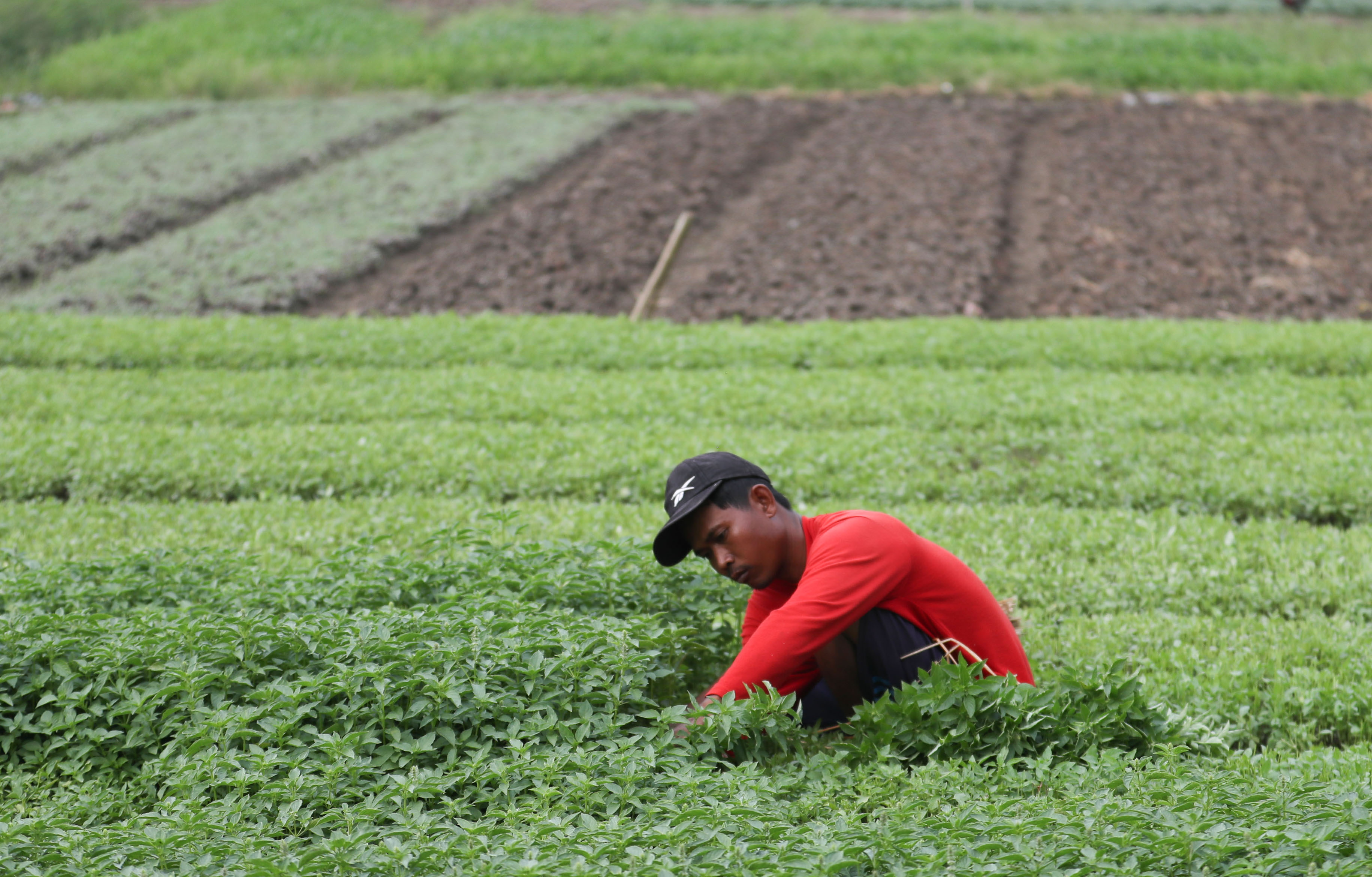 Former HGU Land in Agam Projected for Soybean Programme
