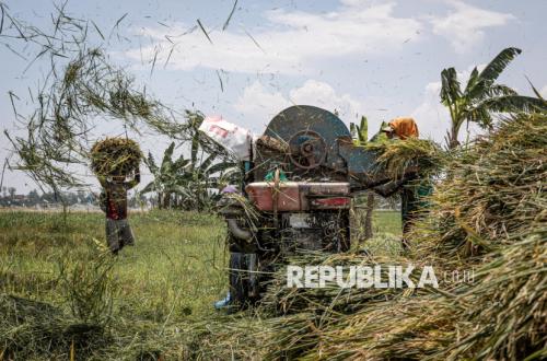 Rice Production Reaches 24 Million Tonnes, Farmers Benefit from Rising Terms of Trade