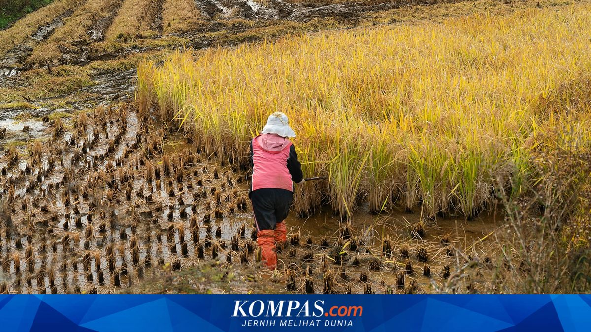 Rice Production Rises, but April 2026 Paddy Harvest Drops by 15 Per Cent