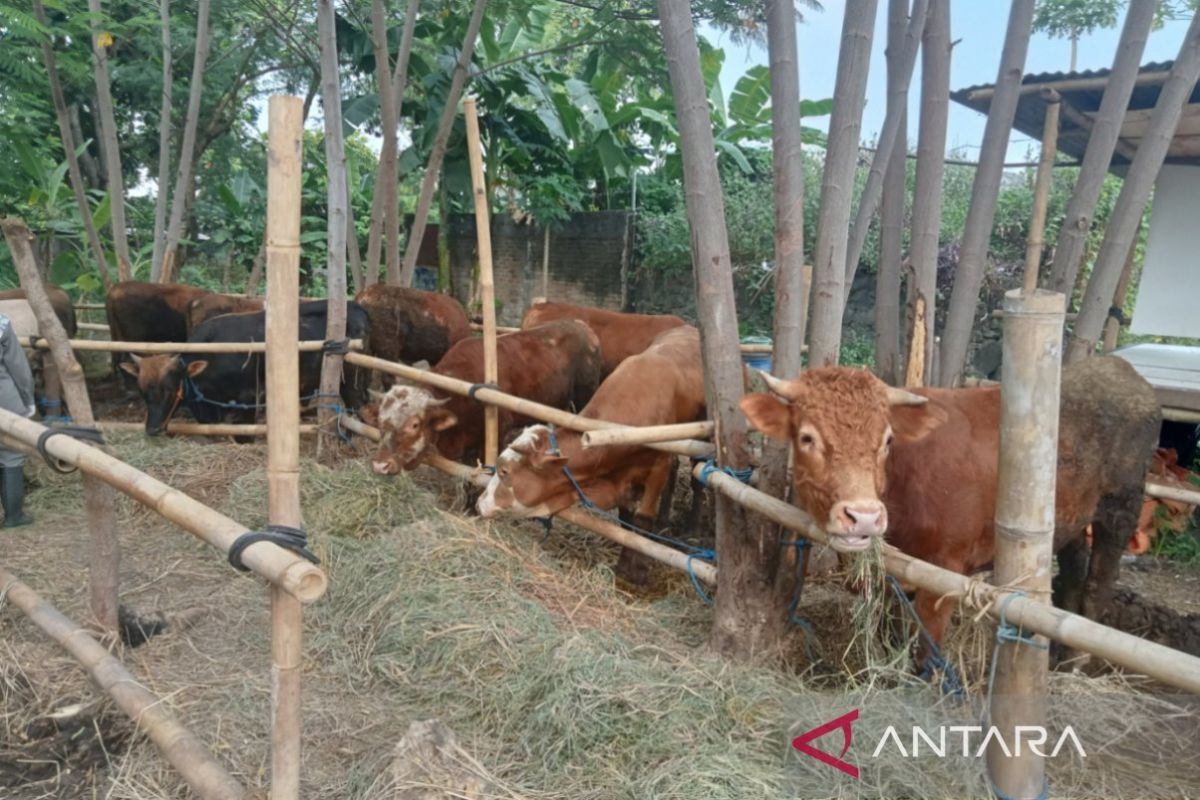 UGM Expert: Animal Protein Plays Vital Role in Human Development