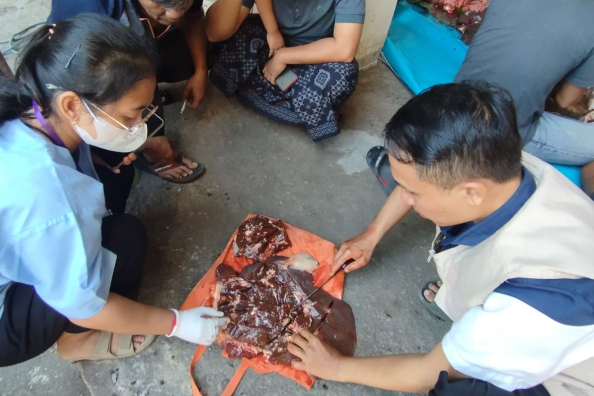 Mataram City Government: 105 Liver Fluke Cases Found in Sacrificial Animals