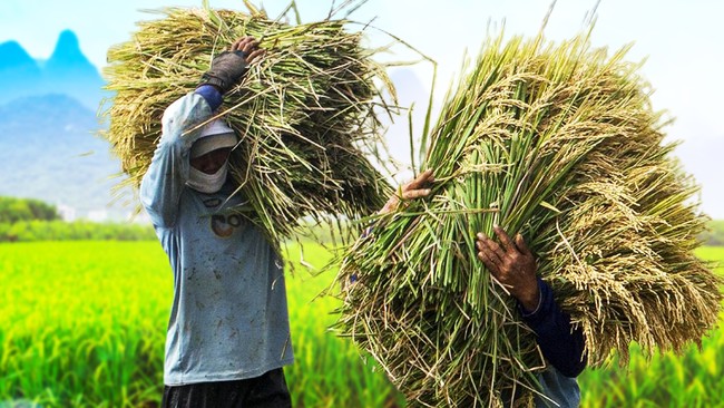 Rice Prices Rise, Farmers Reap Significant Profits