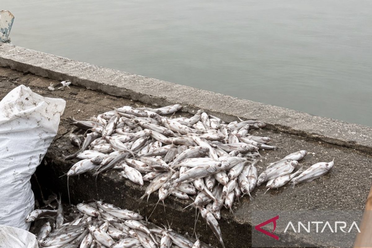 Mass fish deaths suspected to be caused by waste pollution in Karawang main irrigation canal