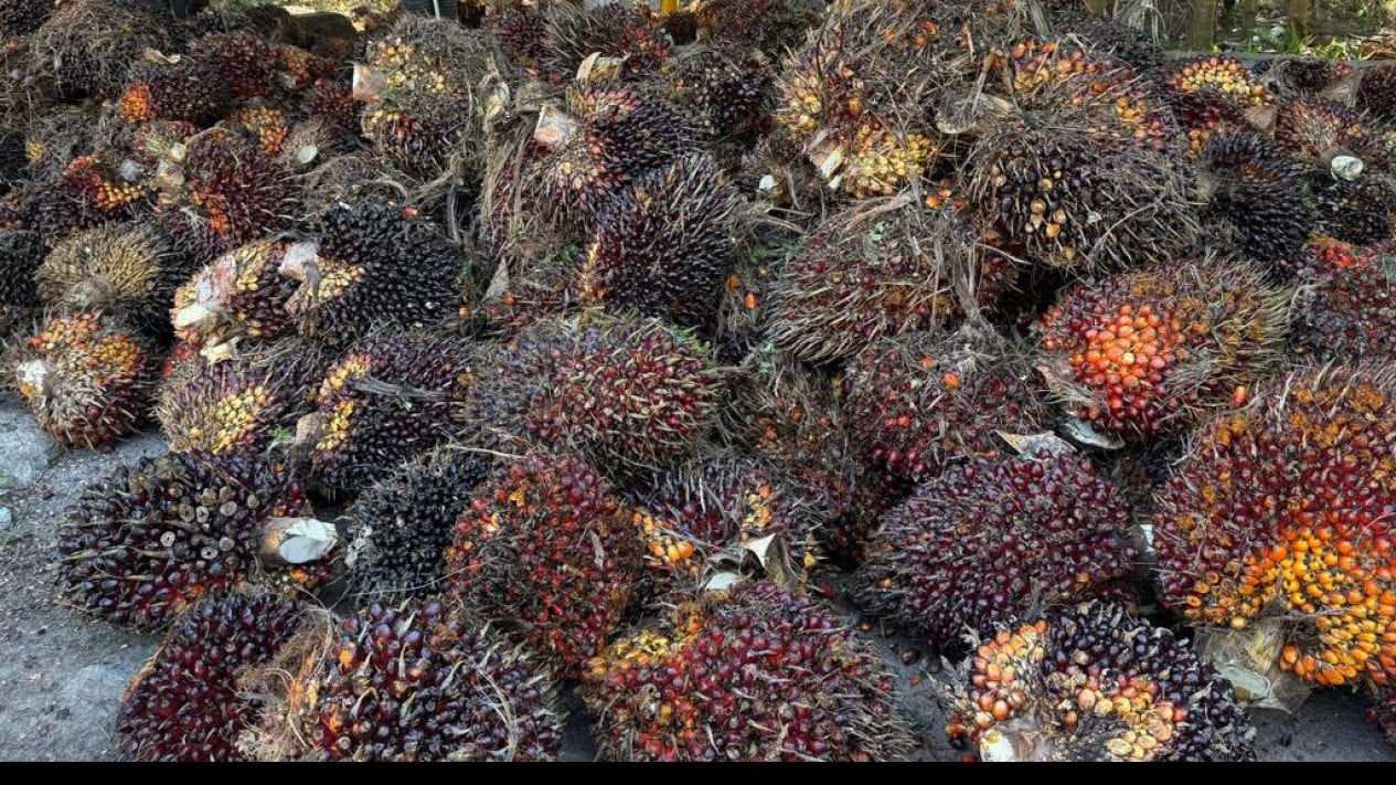 BPDP Responds to Danantara Sumberdaya Indonesia Becoming Palm Oil Exporter, Assures Levies Remain Secure