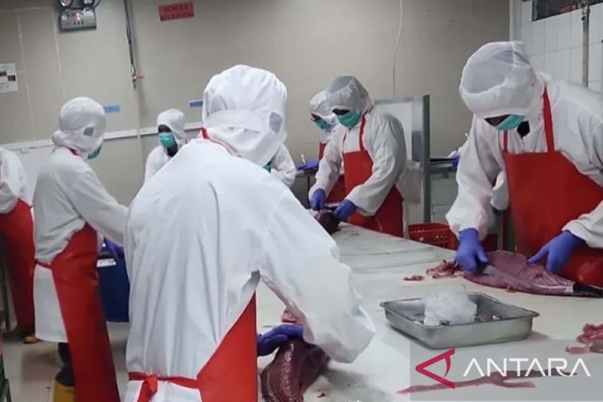 BKHIT Maluku monitors tuna product quality to bolster export competitiveness