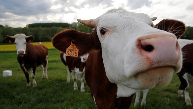 Rupiah Depreciation Impacts Prices of Imported Dairy Cattle