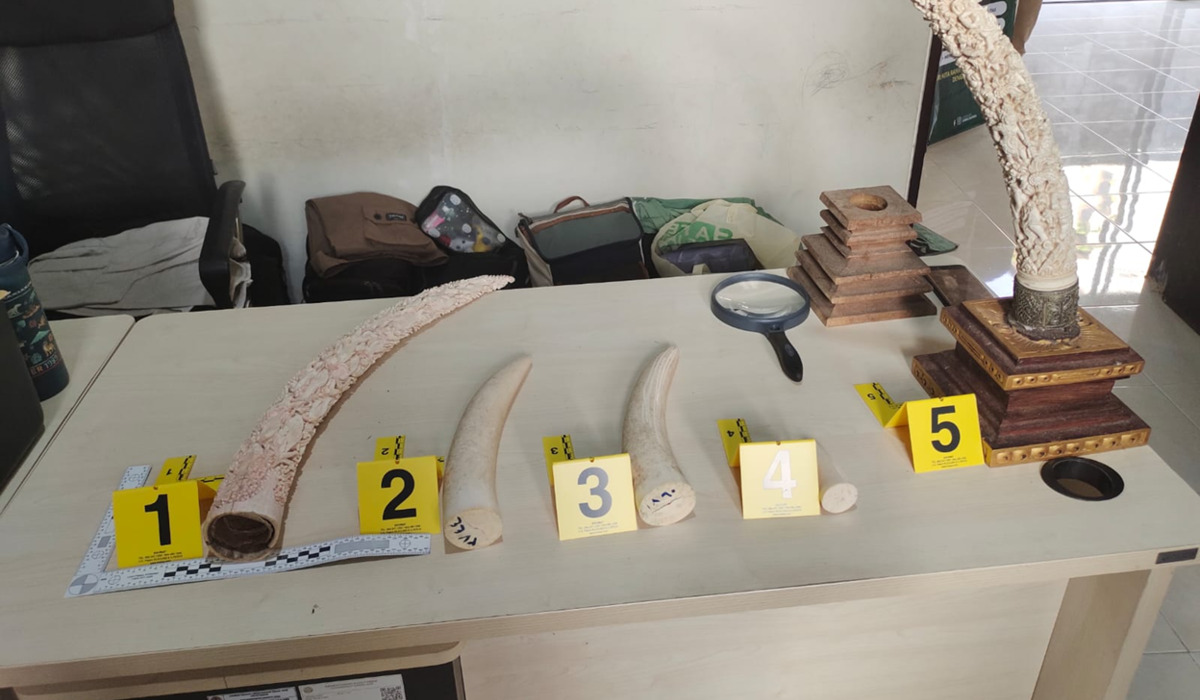 Elephant Ivory Trade in Bali Uncovered via Cyber Patrol