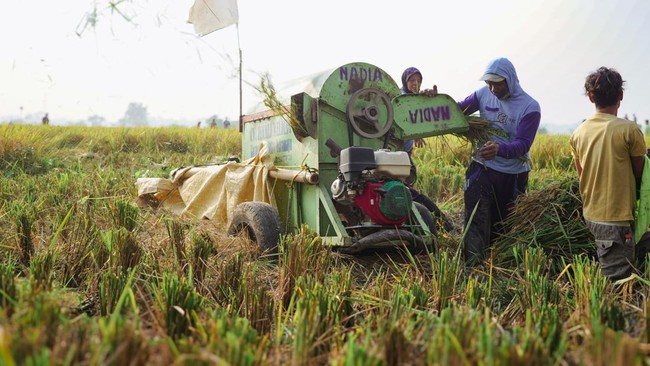 Indonesia's Rice and Paddy Production Suddenly Declines, What is the Cause?