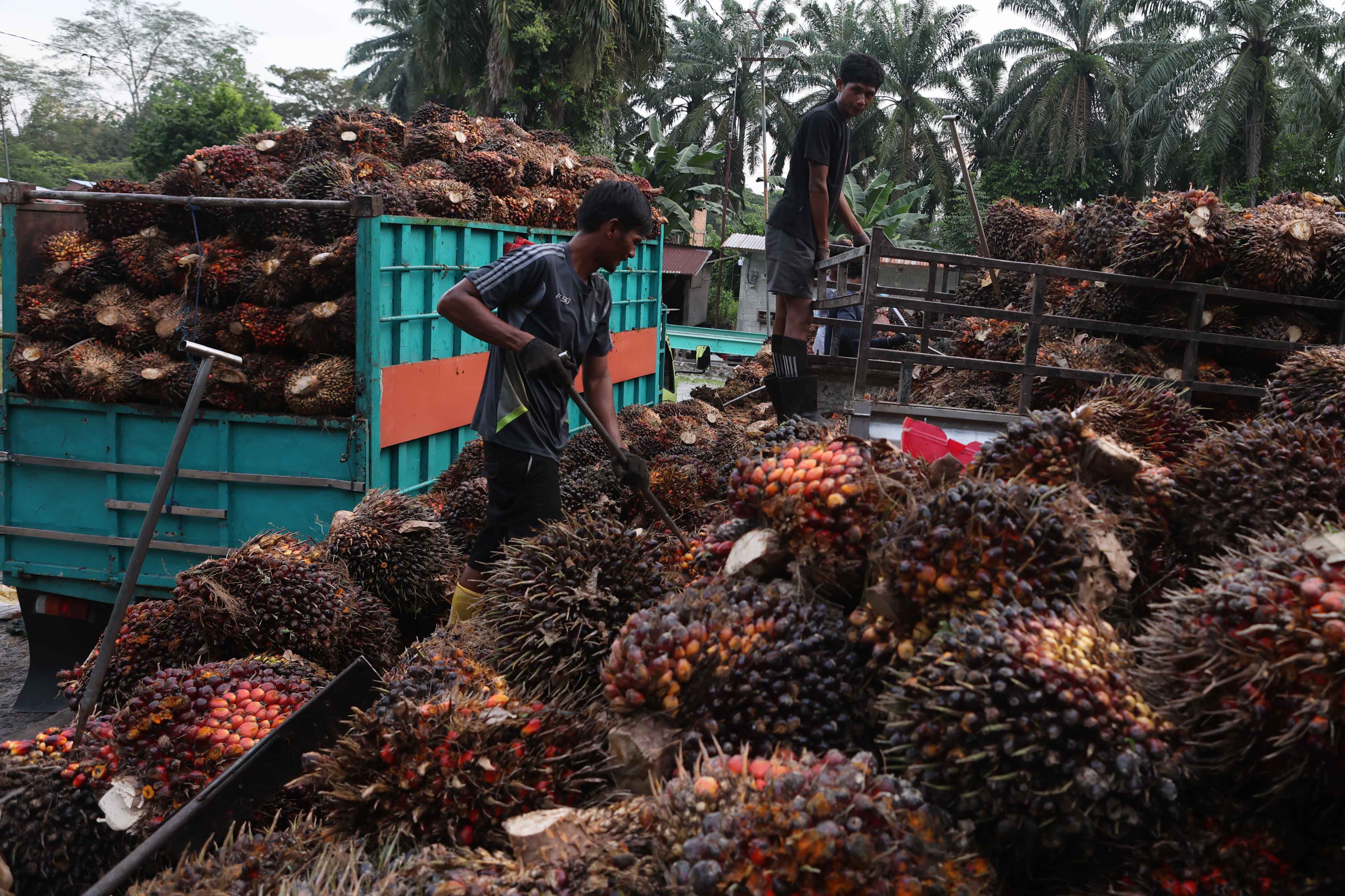 Palm Oil Entrepreneurs Do Not Feel Export Windfall from Rupiah Weakening