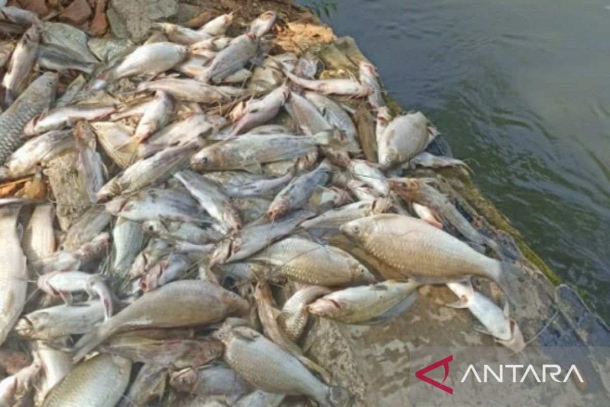 Karawang Environmental Agency Urges Residents Not to Consume Mass-Dead Fish in Irrigation Canals