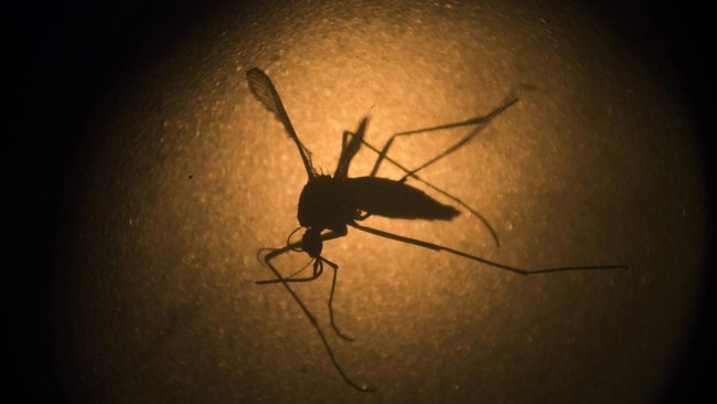 Google Seeks Government Permission to Release 32 Million Aedes aegypti Mosquitoes