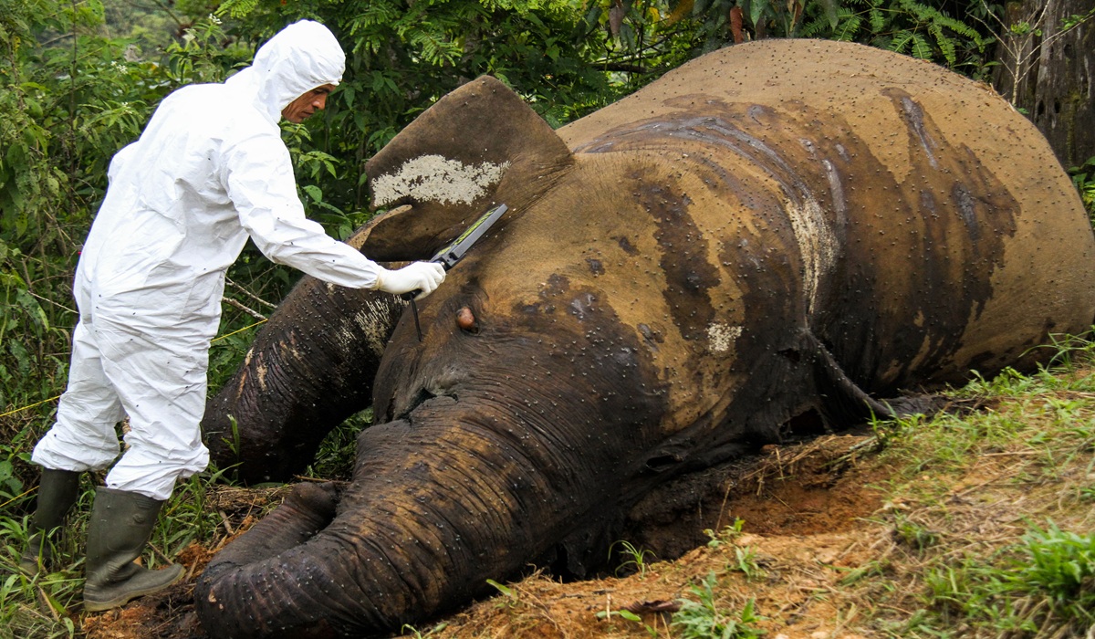 Death of Sumatran Elephants: IPB Expert Highlights Weak Law Enforcement