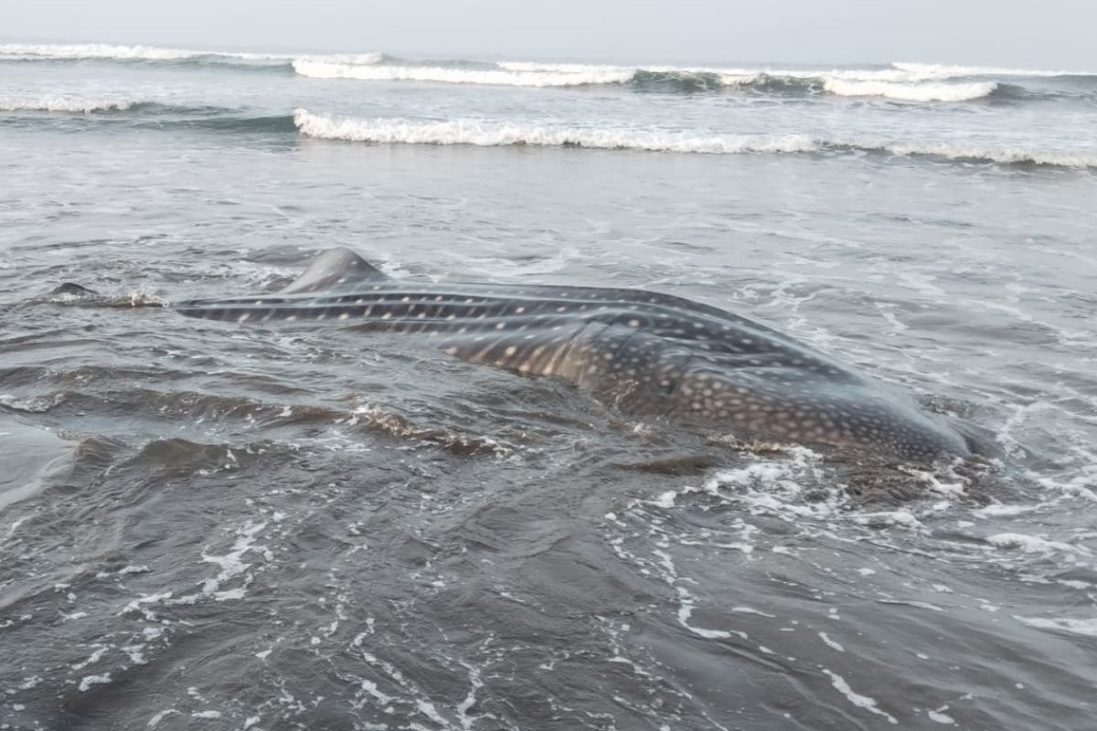 Two Whale Sharks Stranded in Cilacap, Suspected Poisoning
