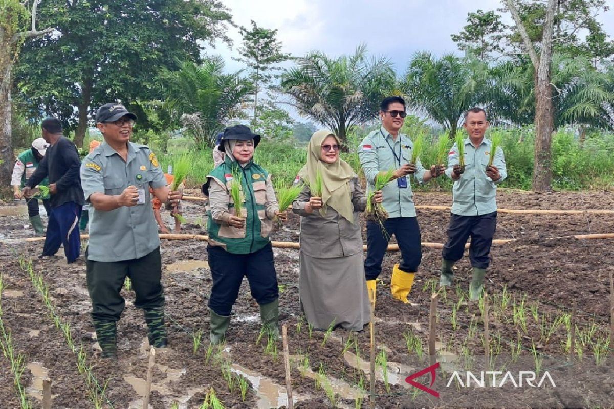 Jambi City targets 538-hectare increase in rice planting area for 2026