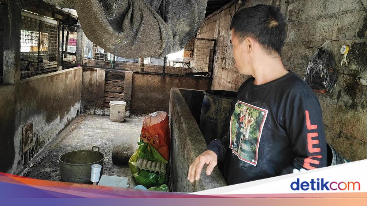 ASF Threat: Badung Farmers Prohibited from Feeding Pigs with Hotel Food Scraps