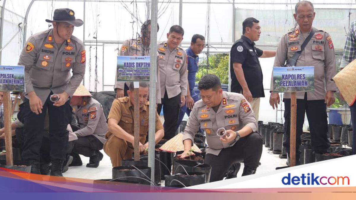 Pelalawan Police Station Innovation Transforms Land into Melon Greenhouse