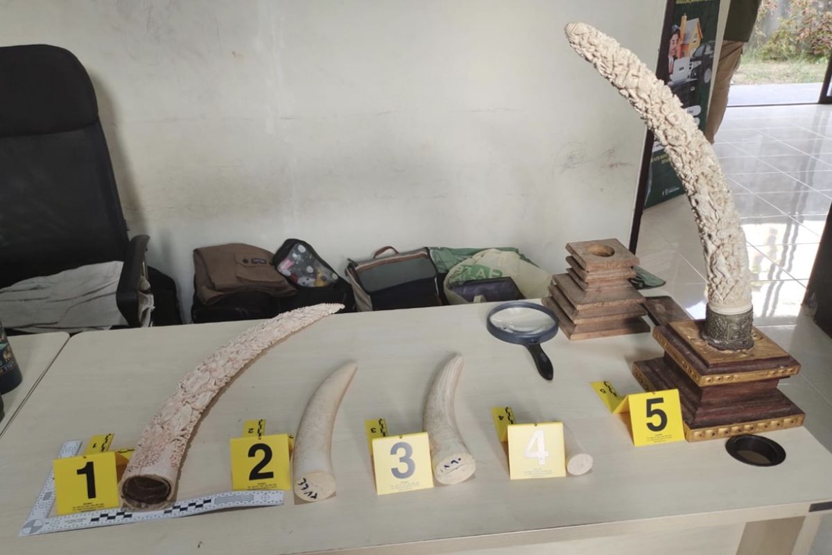 Ministry of Forestry Cyber Patrol Uncovers Elephant Ivory Trade in Bali