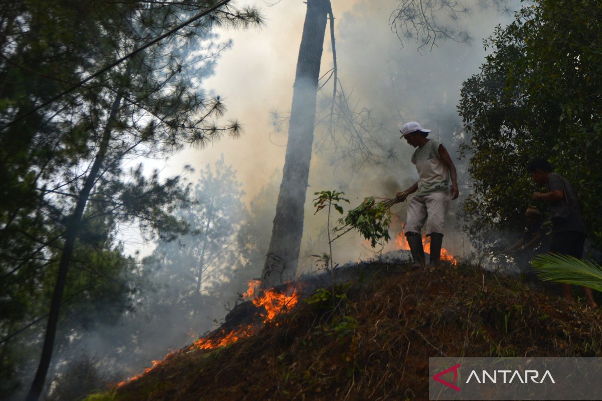 BNPB: Joint Team Successfully Extinguishes Three Hectares of Forest Fires in Solok