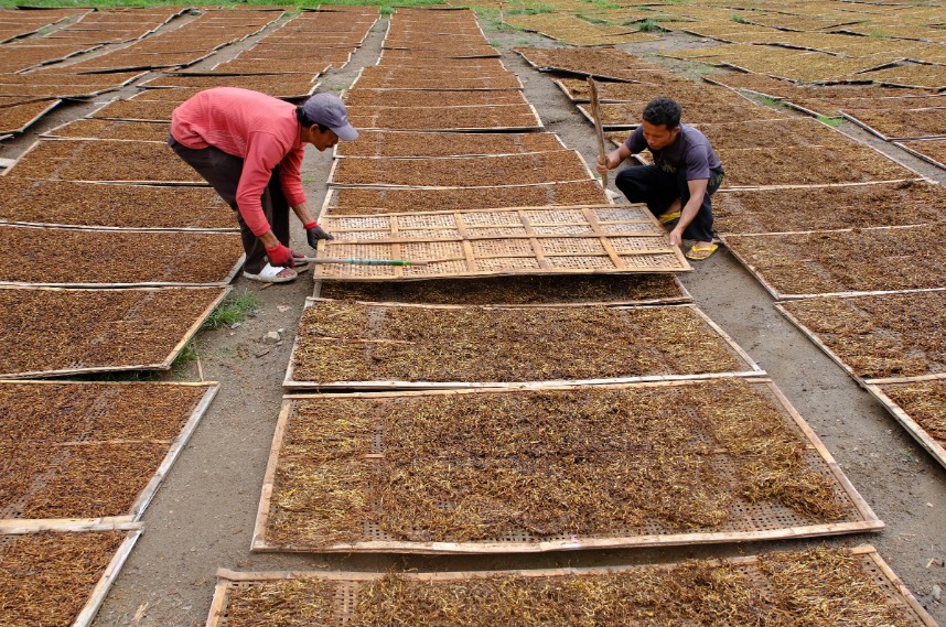 Ministry of Manpower Urged to Block ‘Regulatory Tsunami’ Threatening Mass Layoffs of Millions of Tobacco Workers